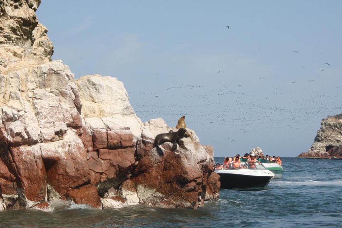 seekor beruang di atas batu di air di sebelah perahu