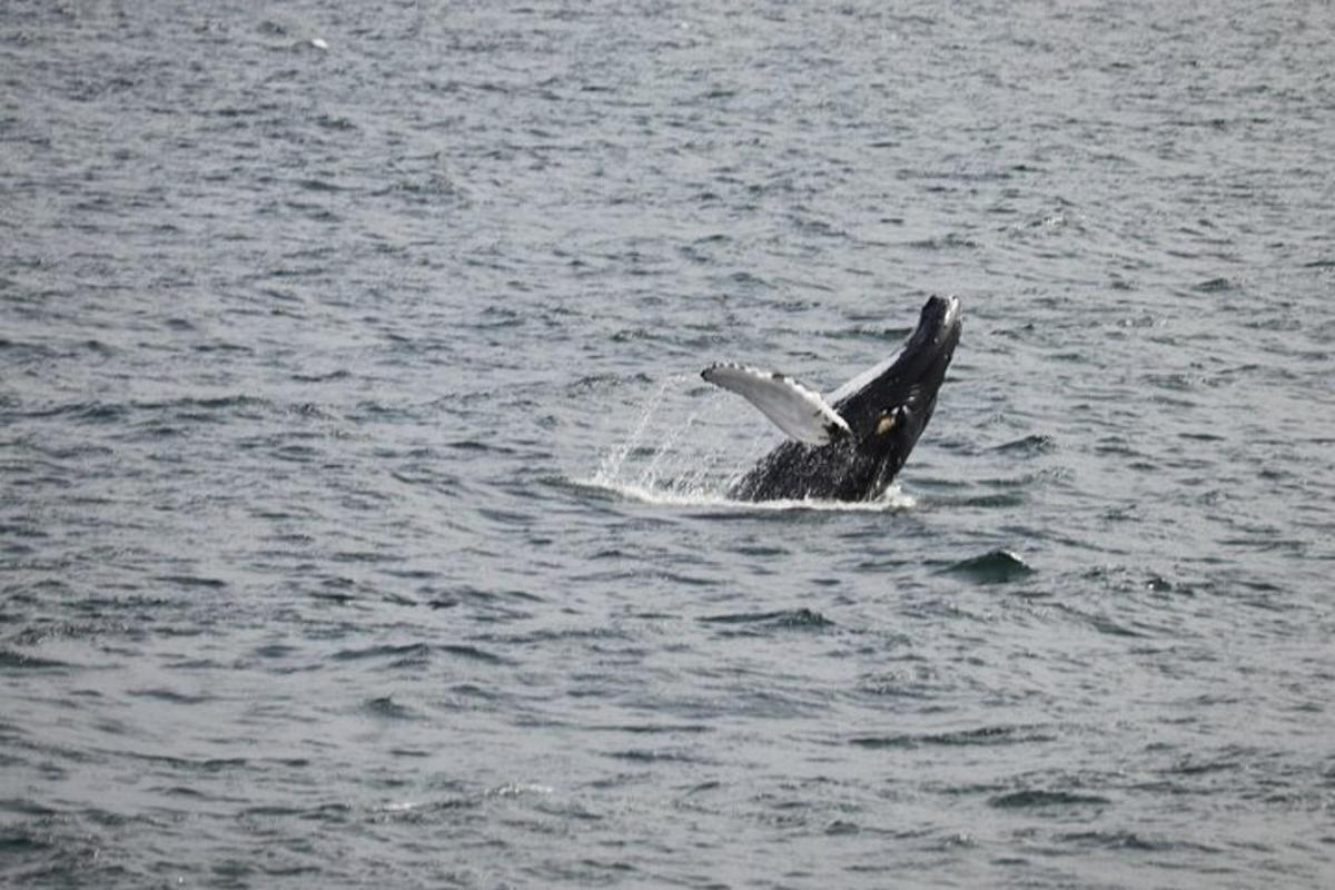 a bird flying over a body of water