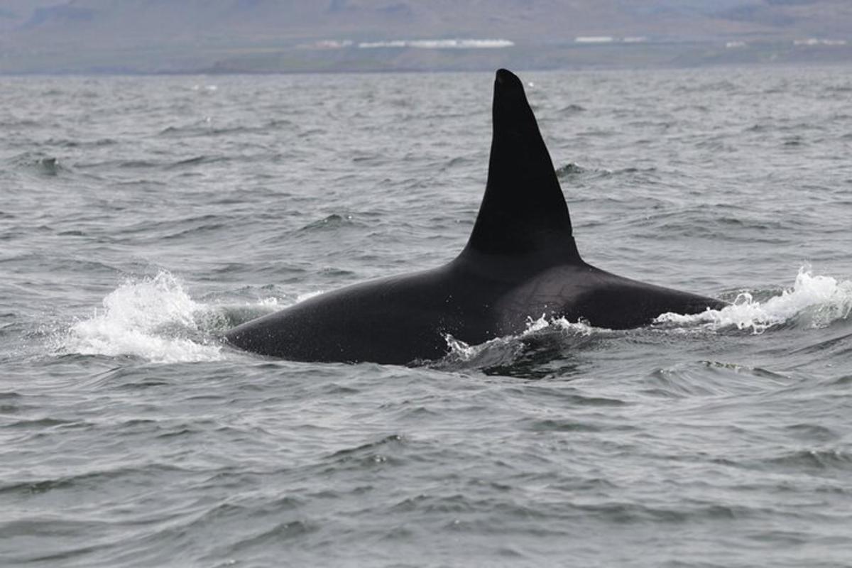 ein Killerwal, der im Wasser schwimmt