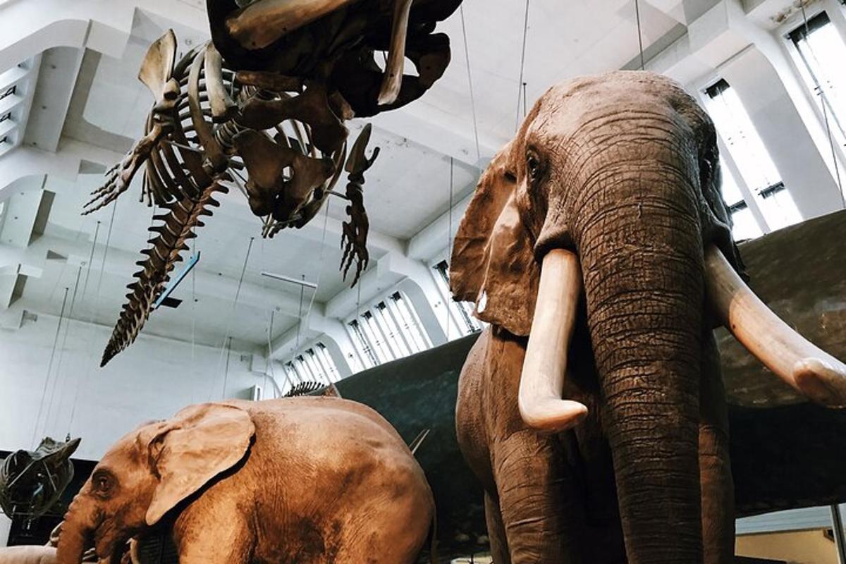 uno scheletro di un elefante e di un dinosauro in un museo