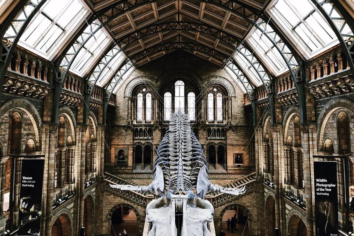 uno scheletro di un dinosauro in un museo