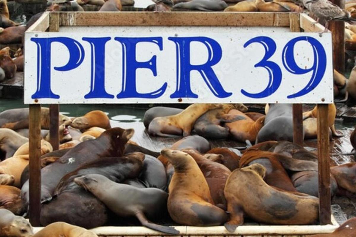 um grupo de focas deitadas no chão ao lado de uma placa