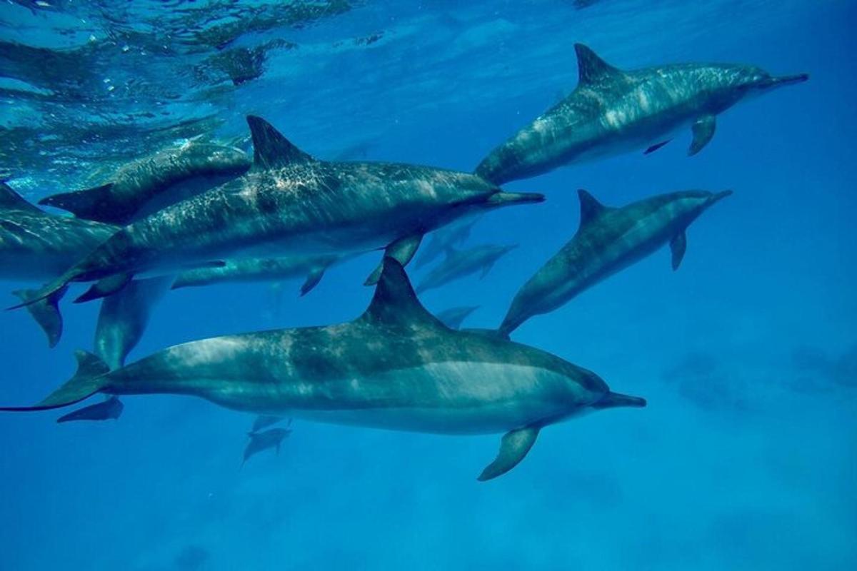 un grupo de delfines nadando en el agua