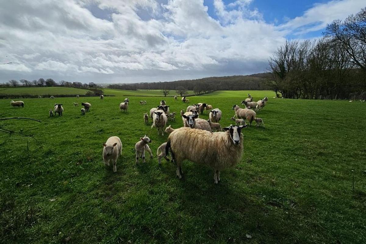 a herd of sheep standing in a field