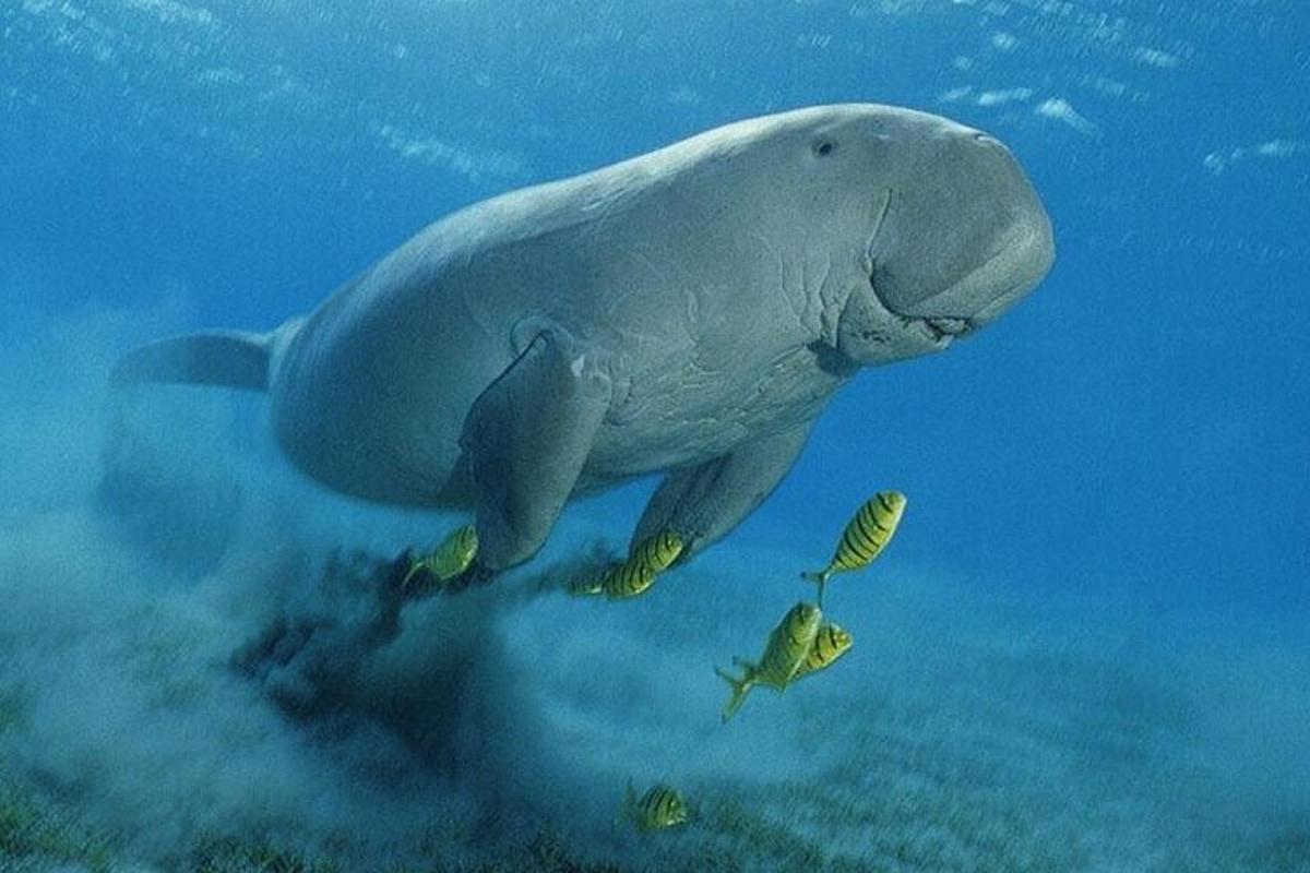seekor ikan lumba-lumba berenang di dalam air bersama seekor ikan
