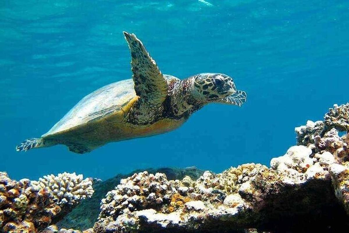 penyu laut hijau berenang di atas terumbu karang