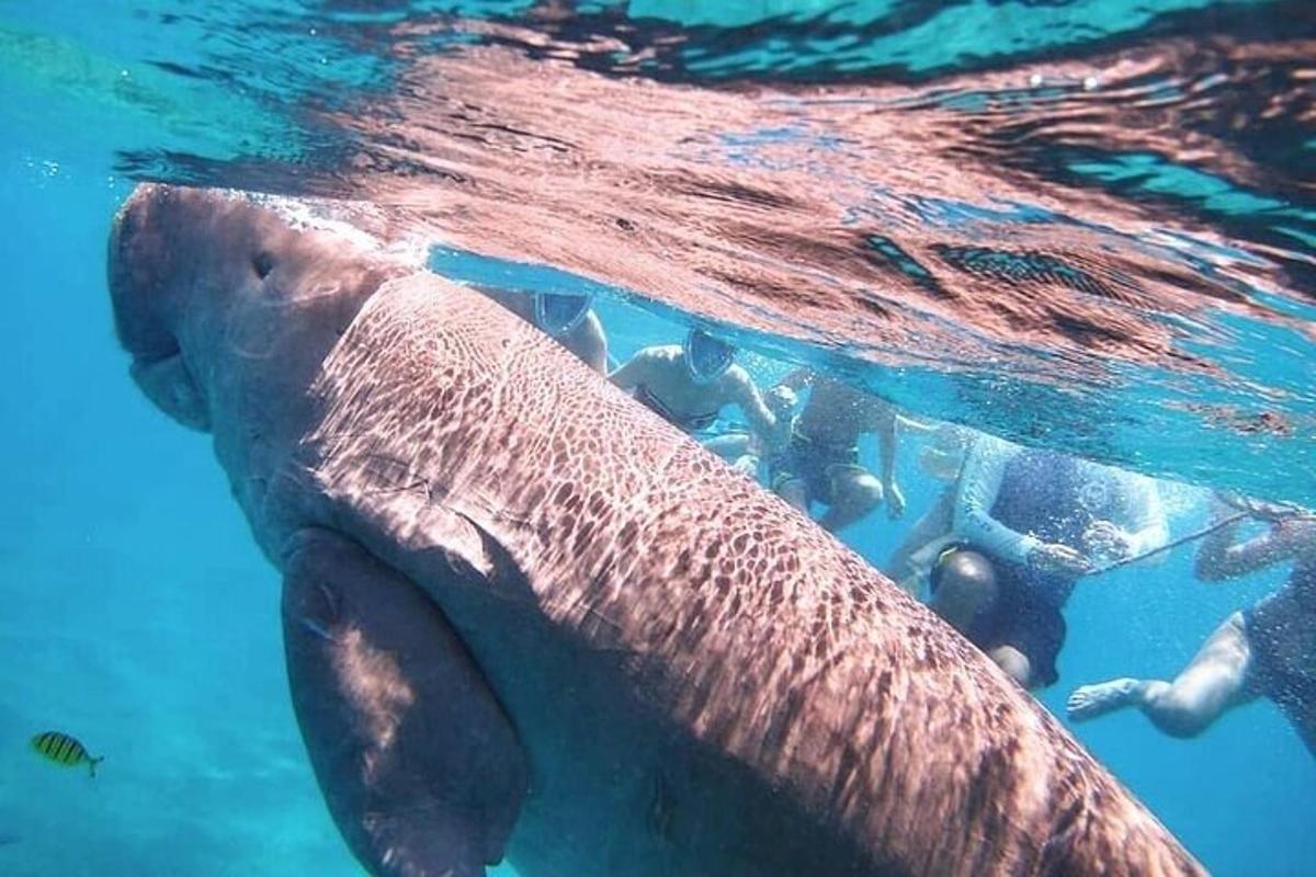 eine Gruppe von Menschen, die mit einem Elefanten im Wasser schwimmen
