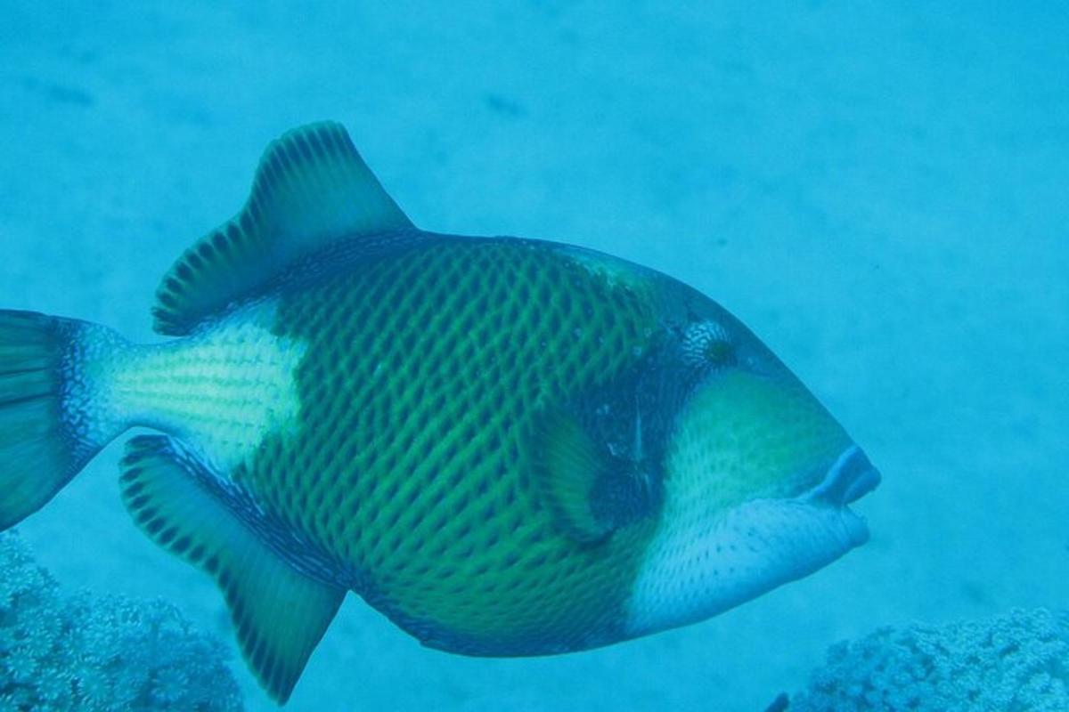 seekor ikan sedang berenang di dalam air