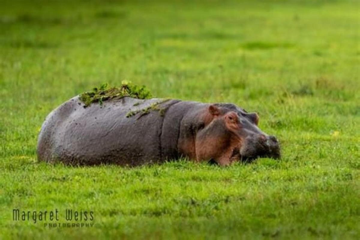 un ippopotamo sdraiato in un campo con l'erba sulla schiena