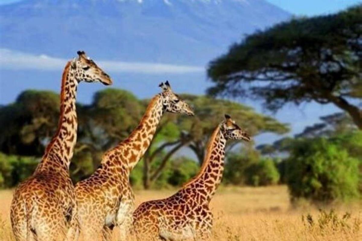 quattro giraffe che camminano nell'erba in un campo