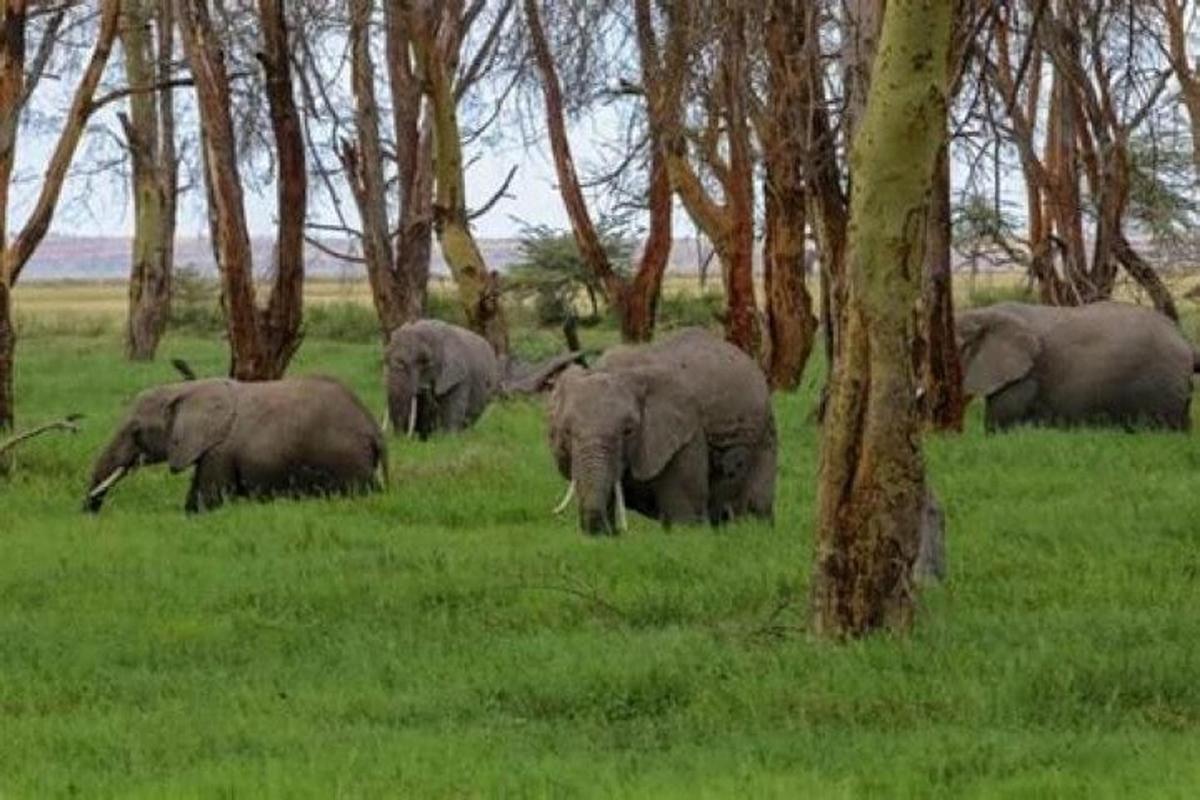una mandria di elefanti in piedi in un campo con alberi