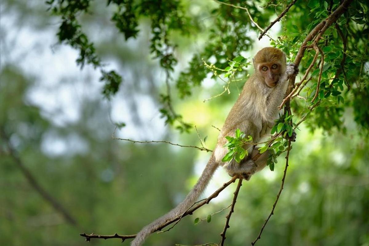a monkey is sitting on a tree branch