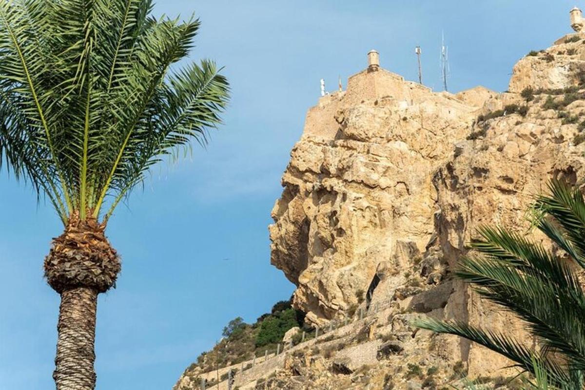 palma pred skalnatou horou