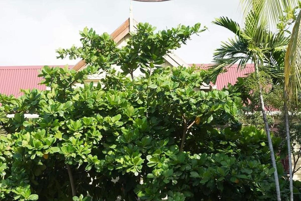 isang puno na may berdeng dahon sa harap ng isang bahay
