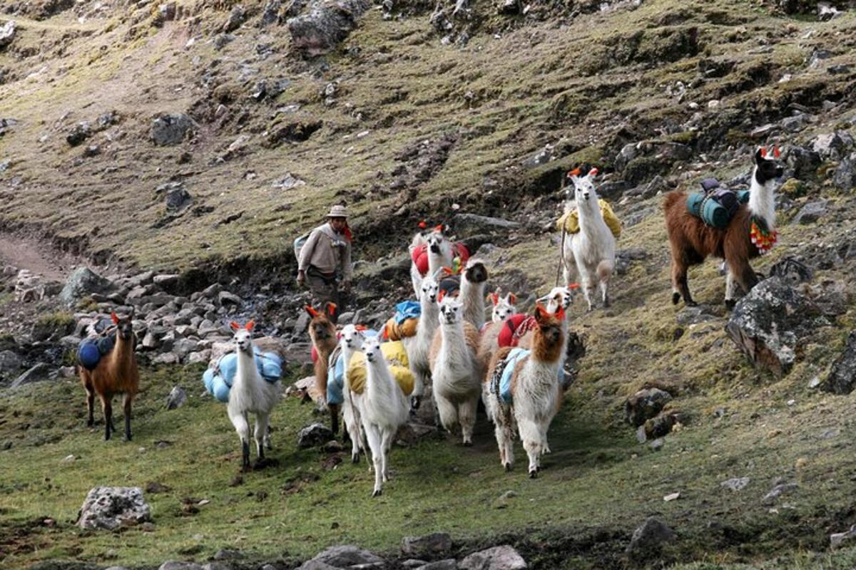 un gregge di capre e un uomo che cammina su una collina