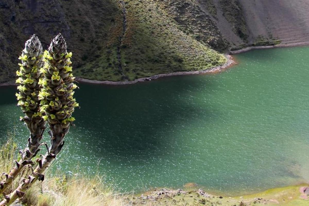 planta við hliðina á grænu vatni