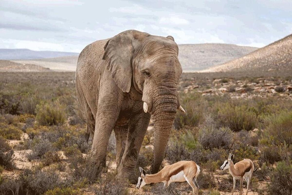 an elephant and a gazelle in a field