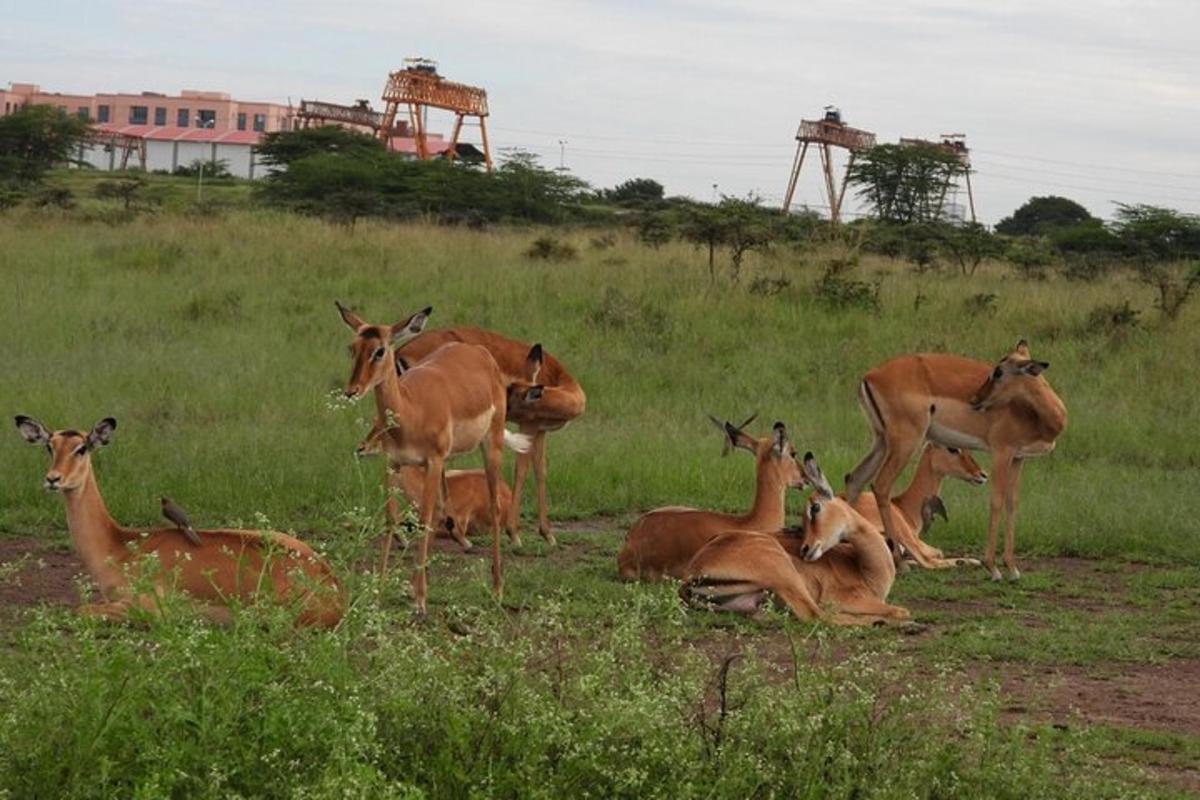 Un grupo de ciervos de pie en un campo