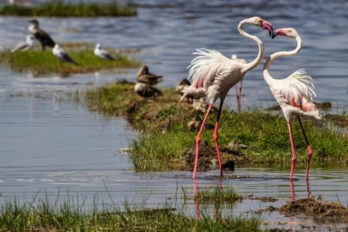 un gruppo di fenicotteri rosa in piedi nell'acqua