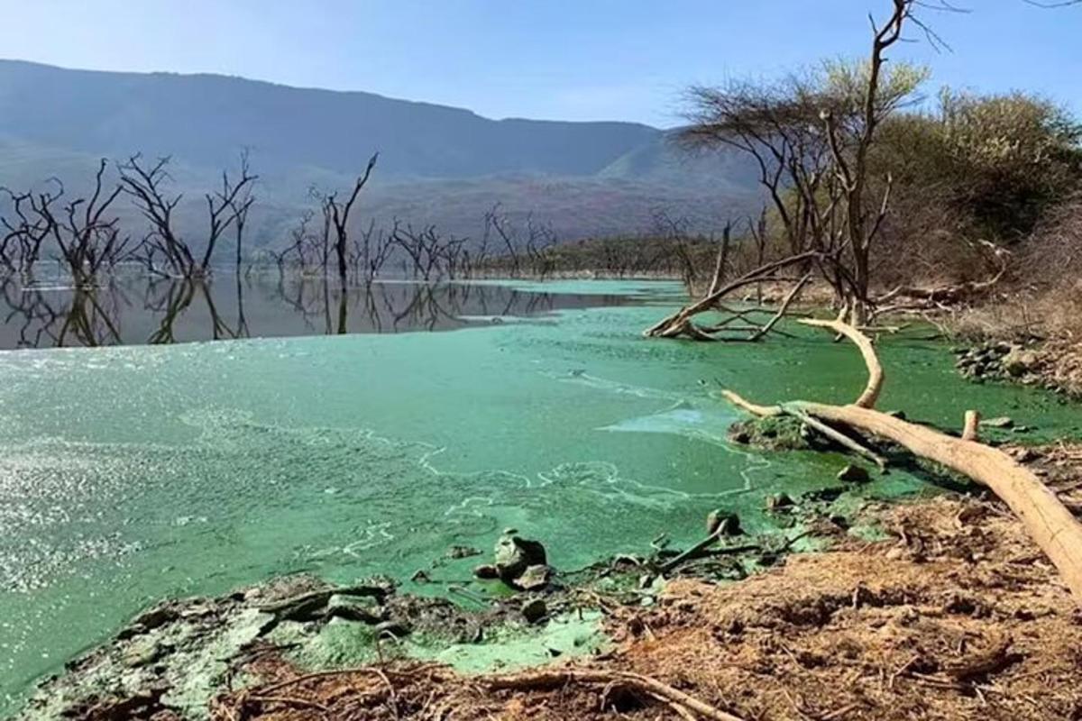 un grande specchio d'acqua con alberi al suo interno