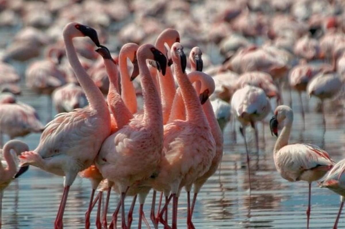 uno stormo di fenicotteri rosa in piedi nell'acqua