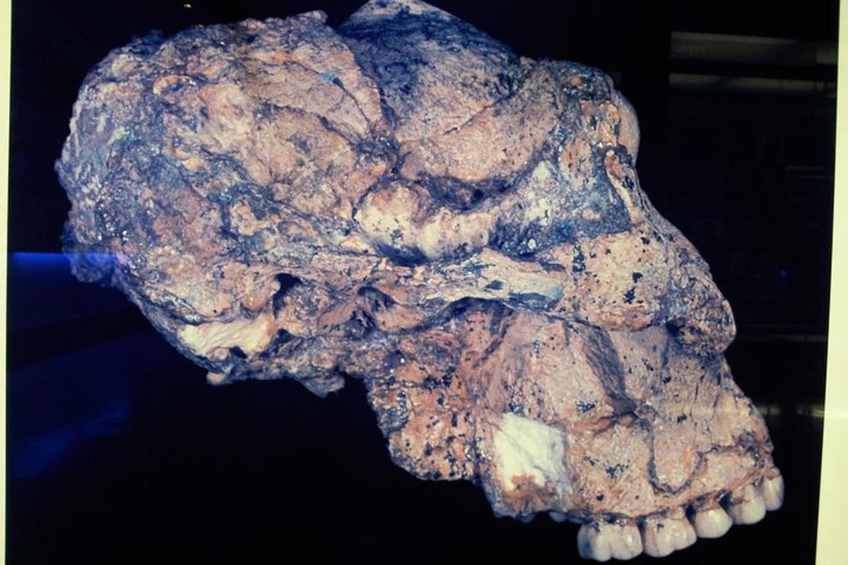 a close up of a fossil skull with teeth