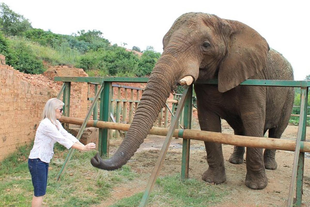 una dona toca un elefant amb la trompa