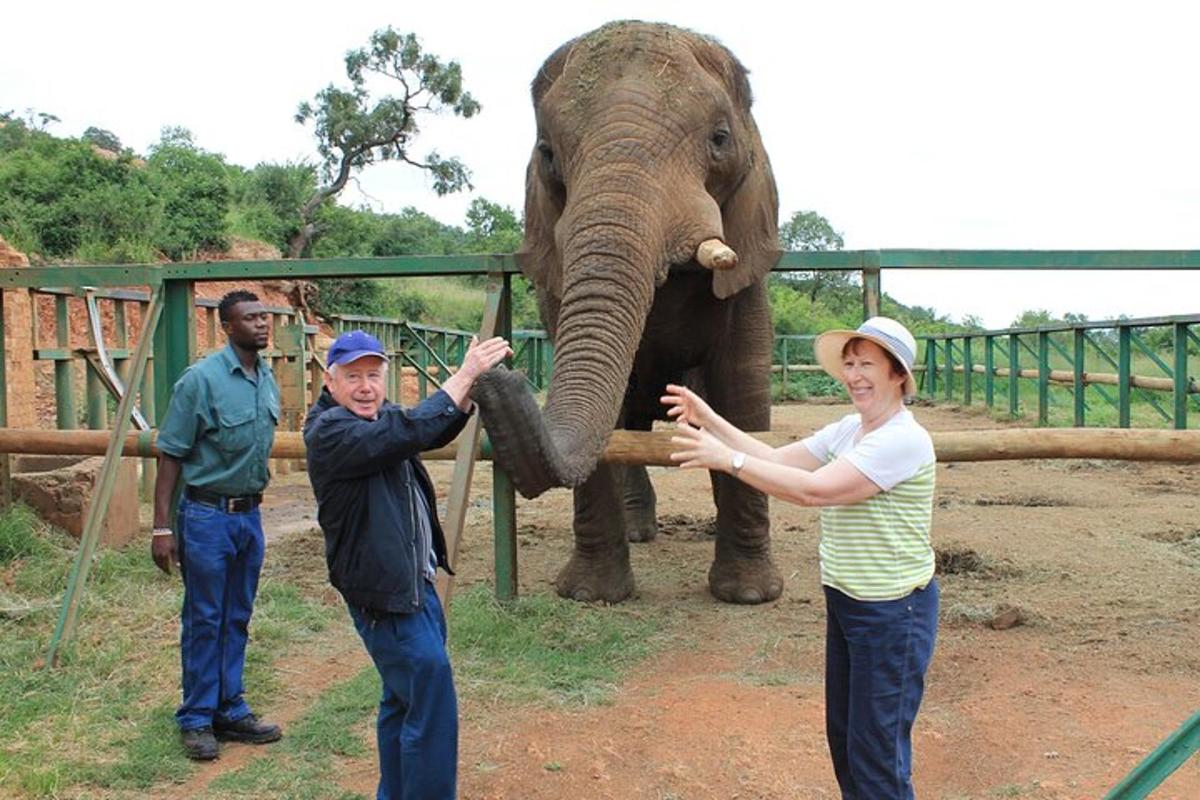 un home i una dona tocant la trompa d'un elefant