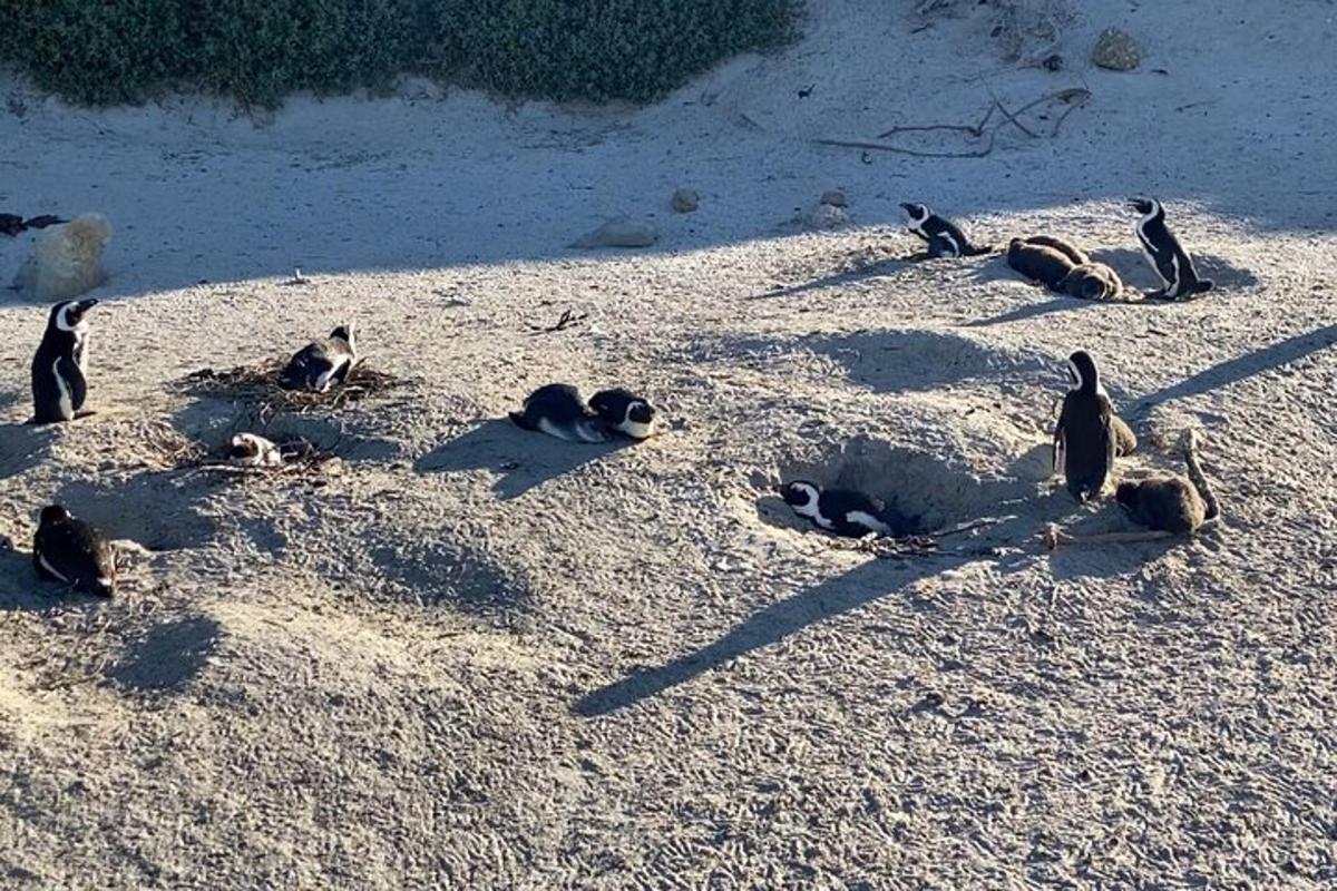 un gruppo di pinguini sdraiati su una spiaggia