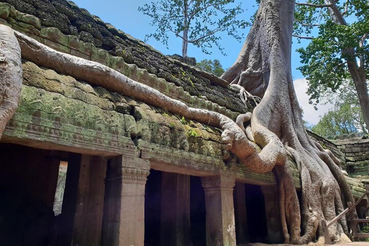 un edificio con radici di alberi che crescono sul tetto