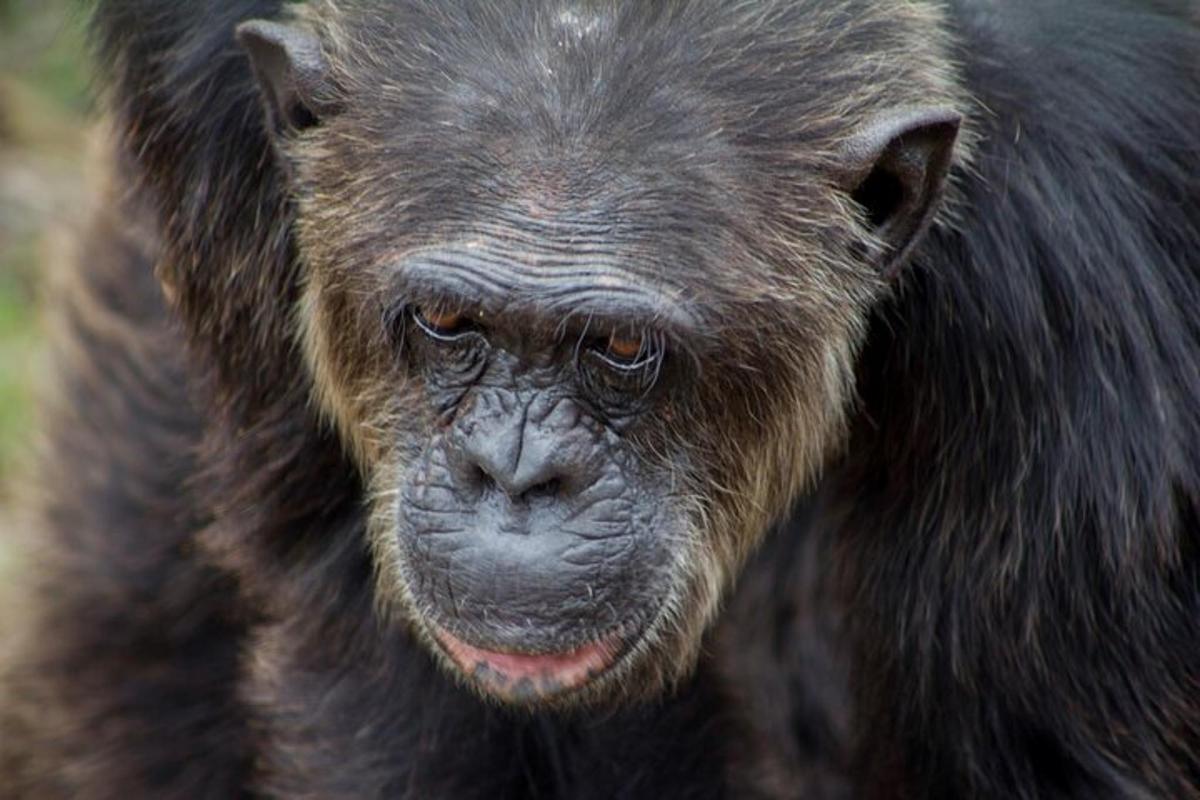 a close up of a chimpanzee with aspectivespective face