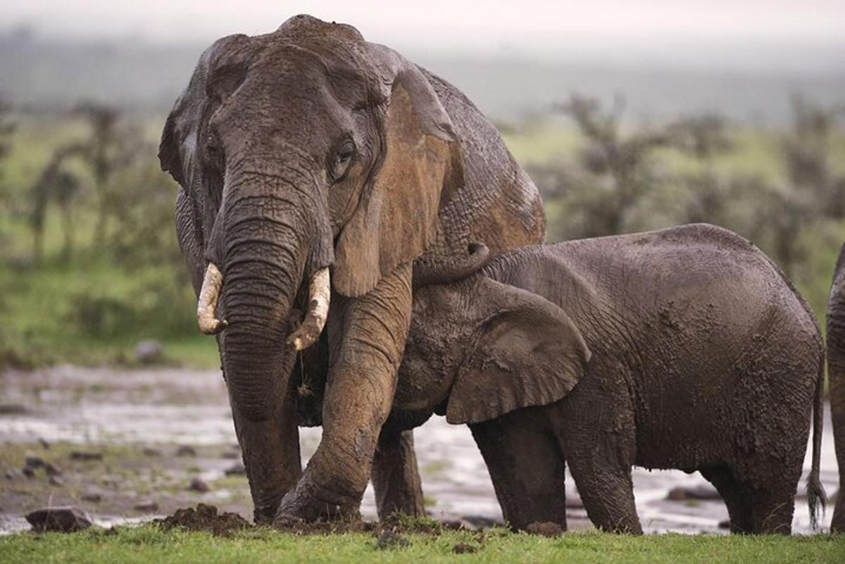 a large elephant standing next to a baby elephant