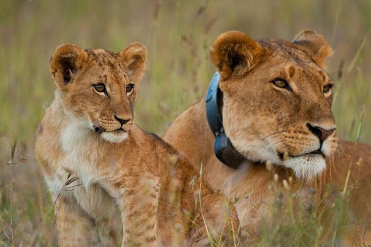 two lions sitting in the tall grass