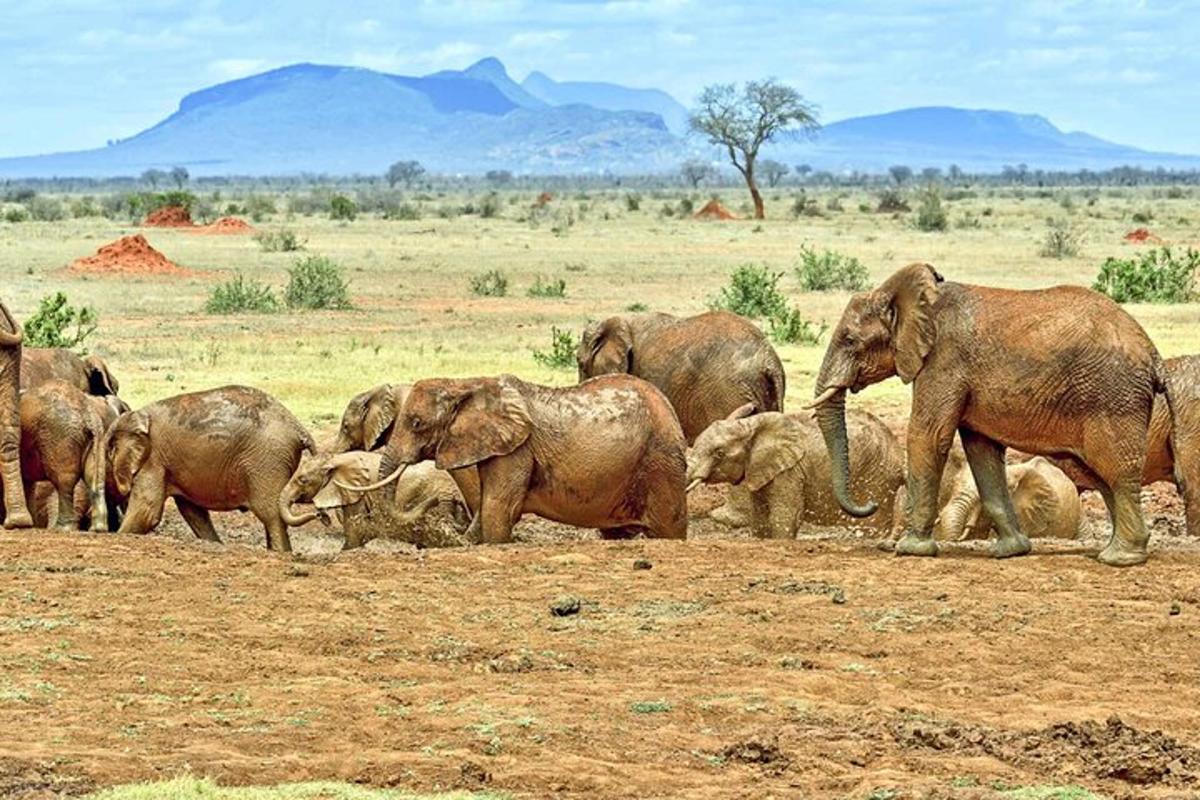 a herd of elephants playing in a field