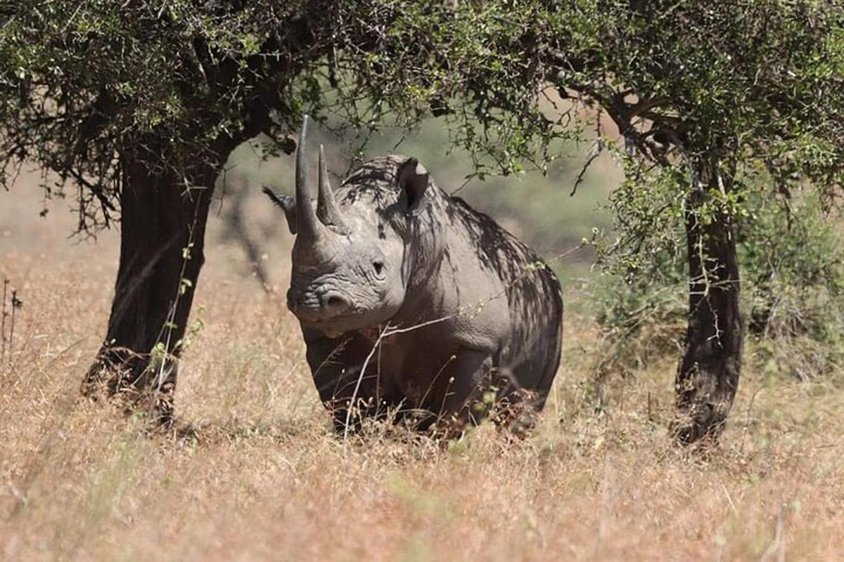 a rhino standing in the grass next to a tree