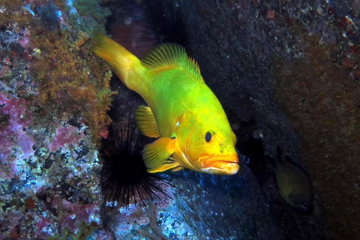 um peixe amarelo e um ouriço-do-mar em uma rocha