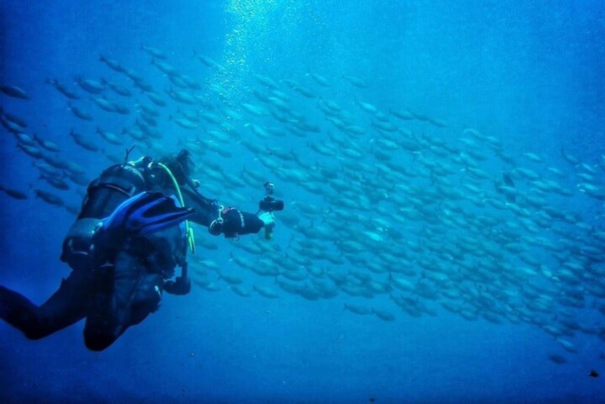 una persona nadando delante de un grupo de peces