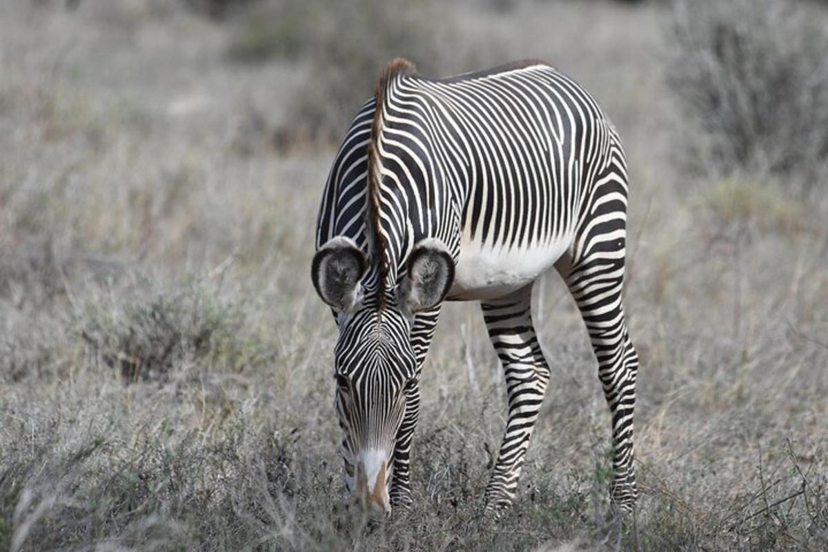zebra, ki se pase na travnatem polju