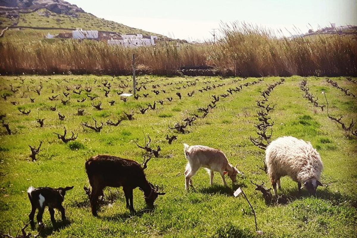 hópur dýra á beit á túni