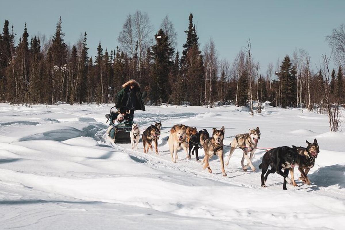 Hundahópur að draga mann á sleða í snjónum