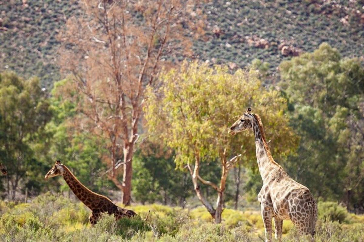 due giraffe che camminano nell'erba in un campo