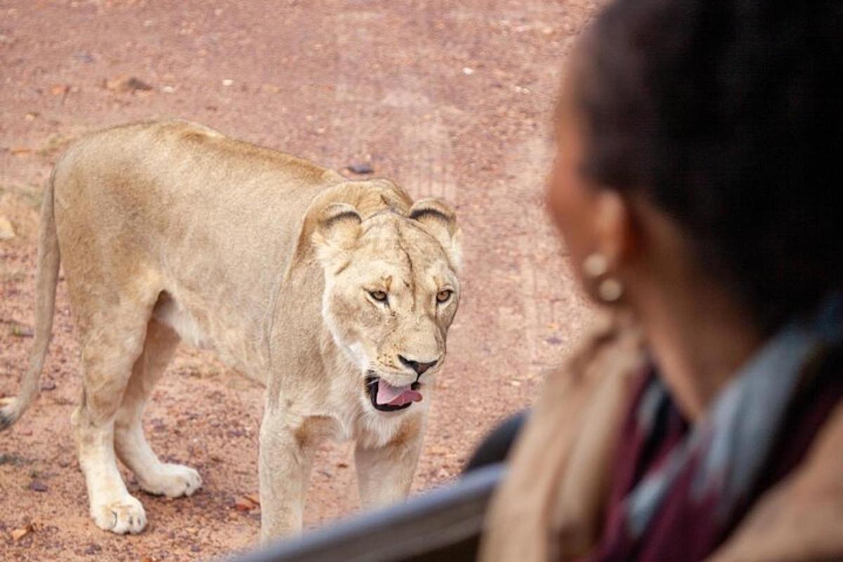 una donna che guarda un leone in piedi nella polvere