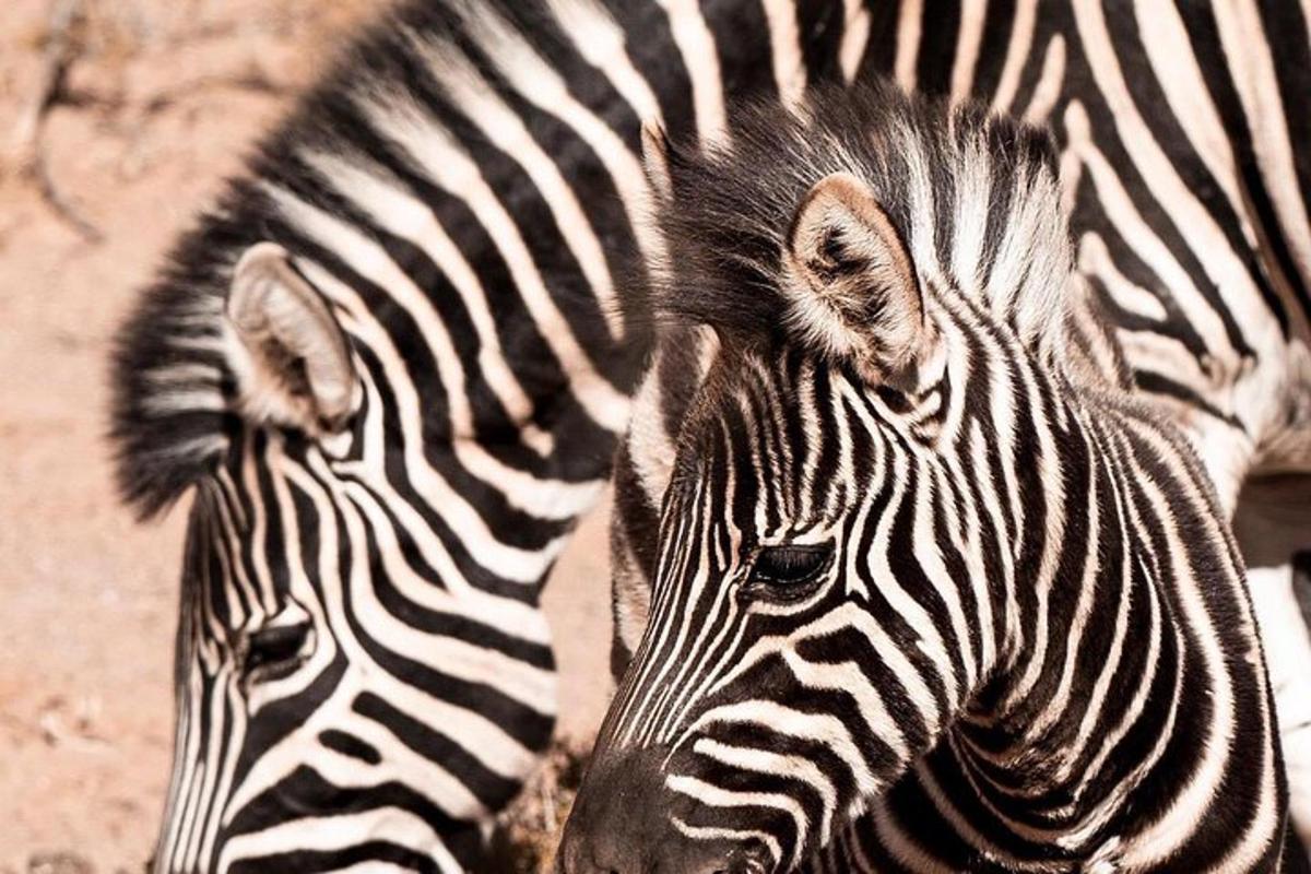 due zebre sono in piedi una accanto all'altra