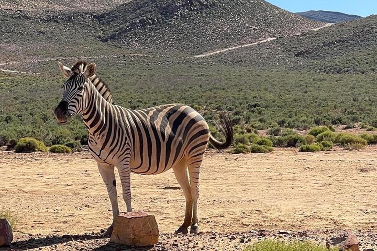 zebra stojaca vedľa skaly na poli