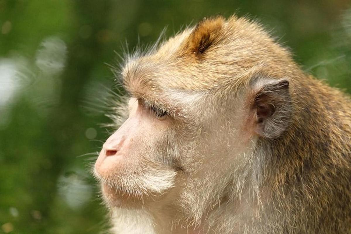 a close up of a monkey looking up