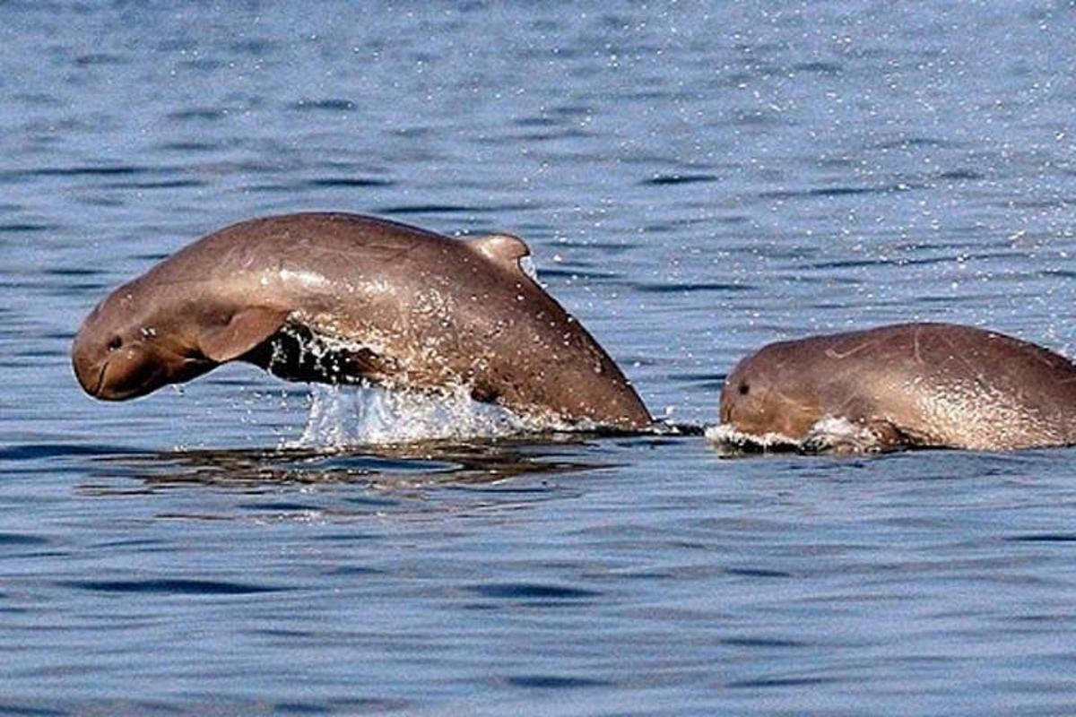 due delfini nuotano nell'acqua