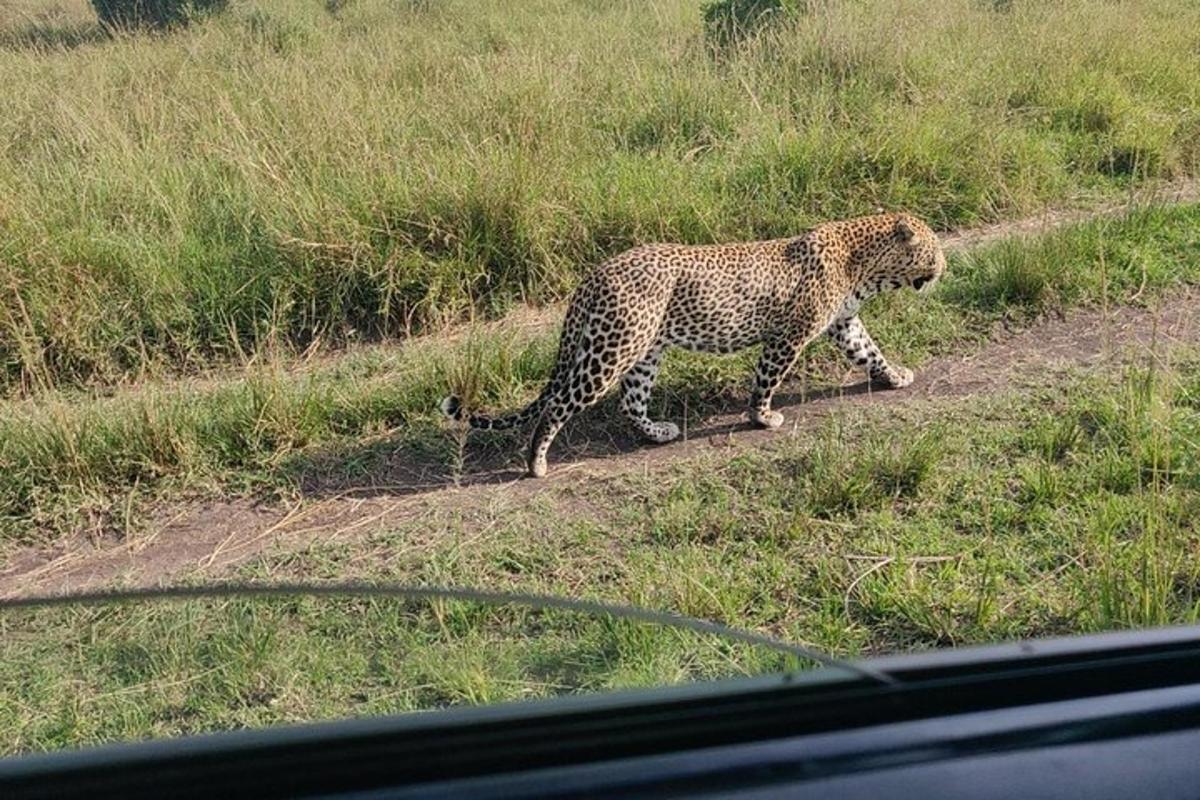 seekor cheetah berjalan di jalan tanah