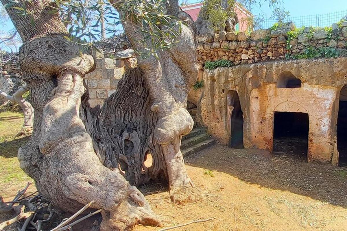 un gran tronc d'arbre al costat d'un edifici de pedra