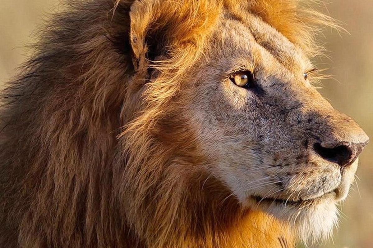 gambar dekat singa dengan muka berbulu