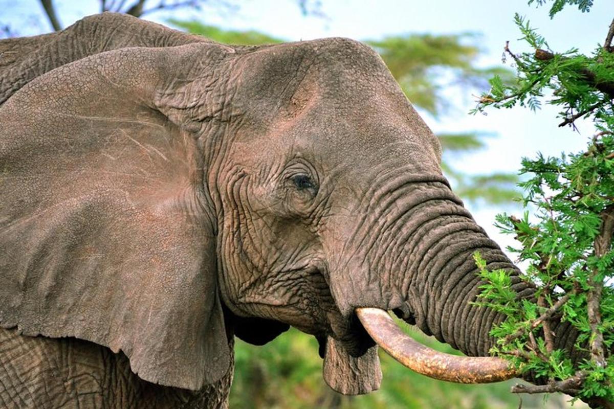 gajah sedang makan daun dari pokok